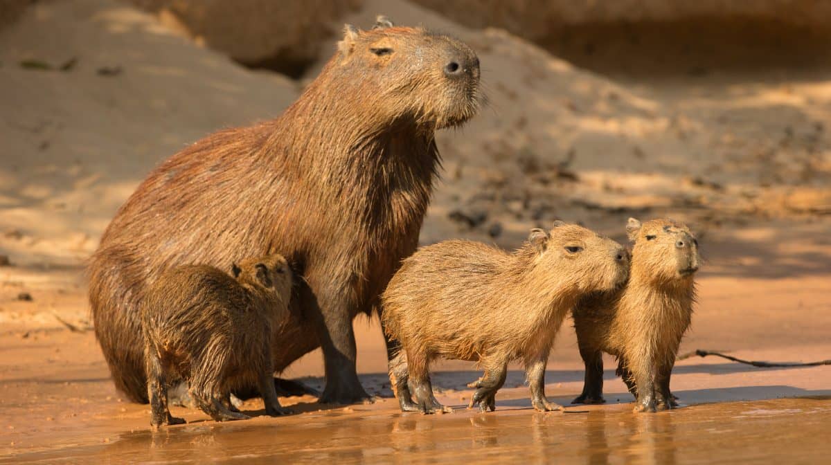 Conoce al Capibara: el roedor viviente más grande y pesado del mundo