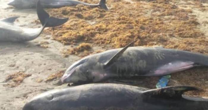 Crisis ambiental en el mar Negro, derrame de petróleo cobra la vida de delfines en peligro de extinción