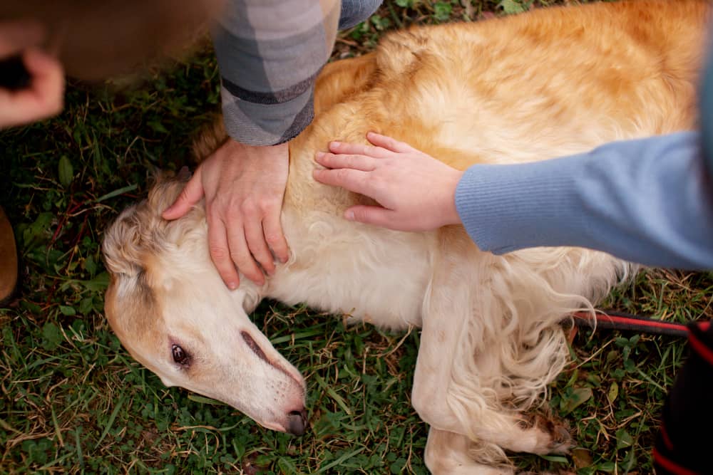 ¿Tu perro padece epilepsia? esta es la técnica que una etóloga recomienda para su tranquilidad; descubre cómo funciona