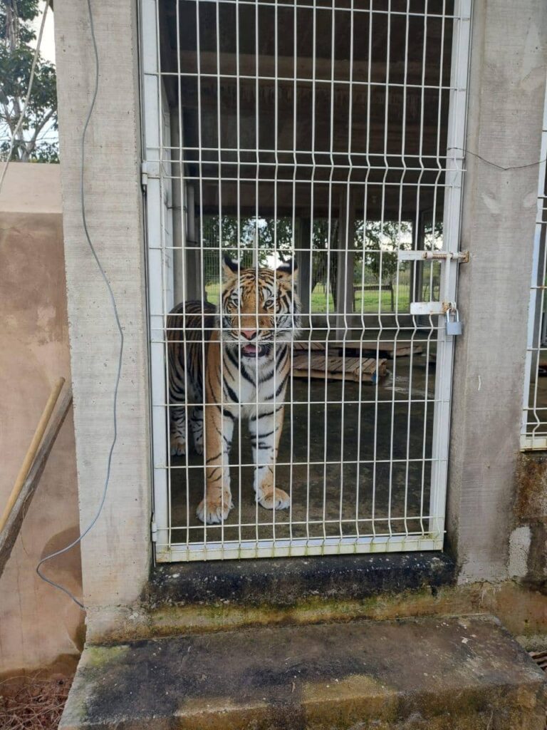 FGE TIGRE DE BENGALA EN PALENQUE 1 1