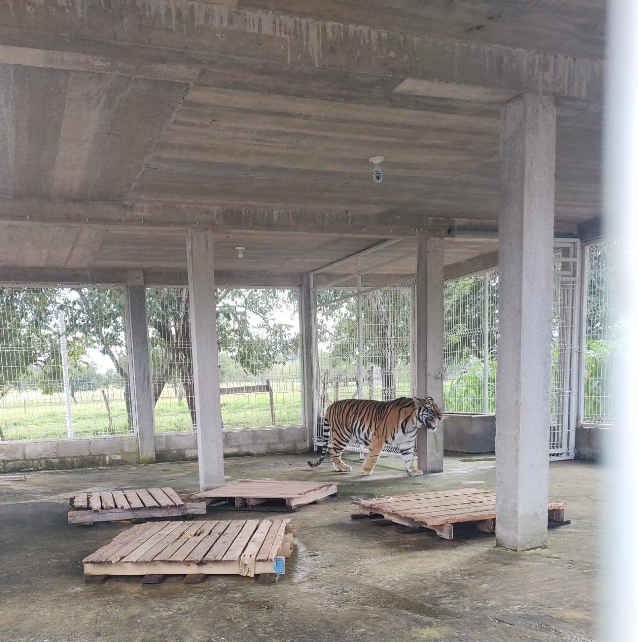 Aseguran tigre de bengala tras cateo en un rancho de Palenque: FGE