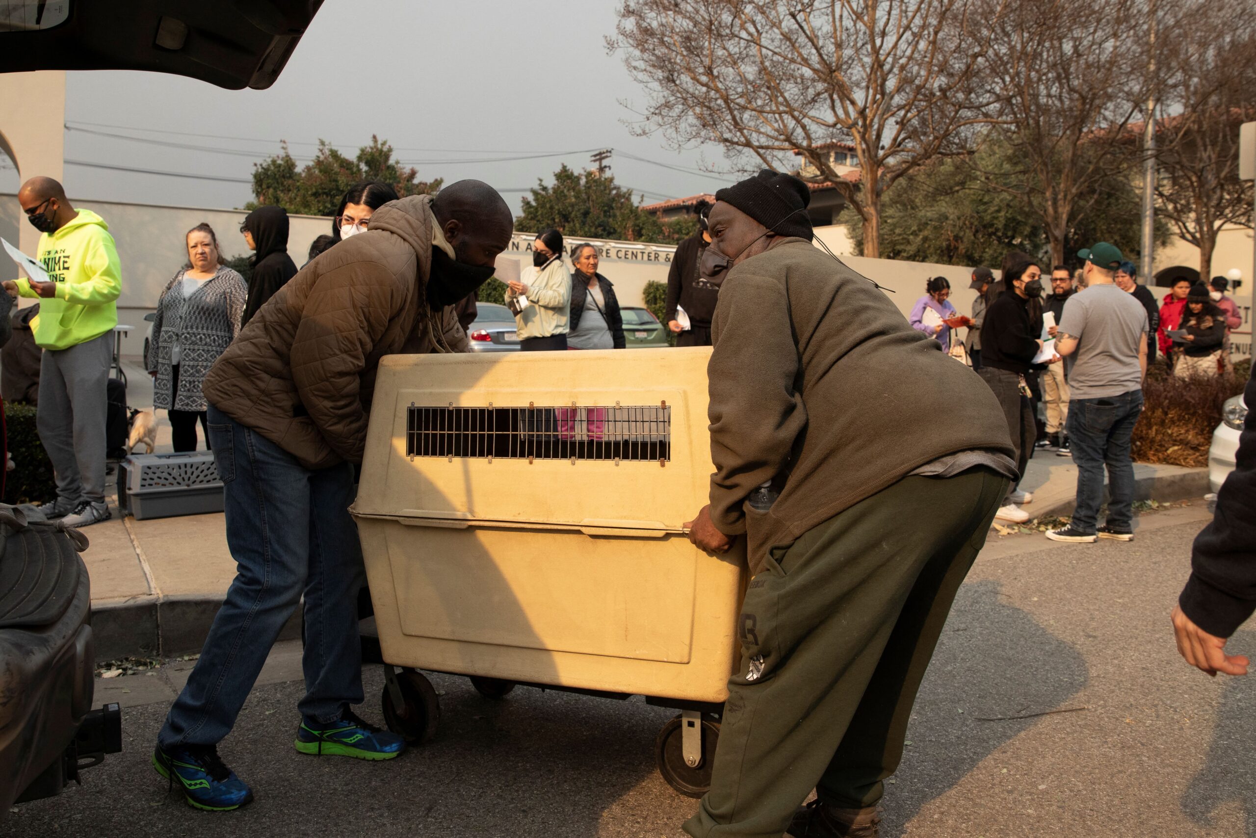 Monos, aves y pavorreales, las otras víctimas de los incendios en California