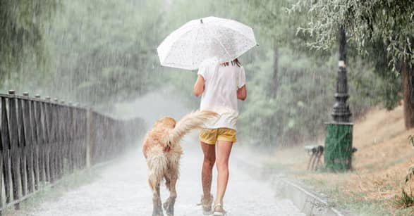Cuida a tu mascota en esta temporada de calor y lluvias con esta práctica guía