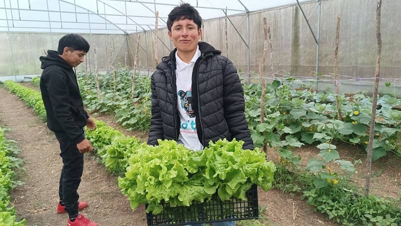 CECyT 43 La Laguna realiza su primera producción de lechuga hidropónica