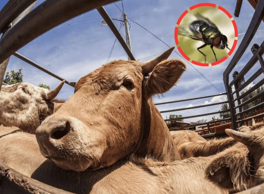 Agricultura de EU mantiene suspensión de importación al ganado mexicano por gusano barrenador
