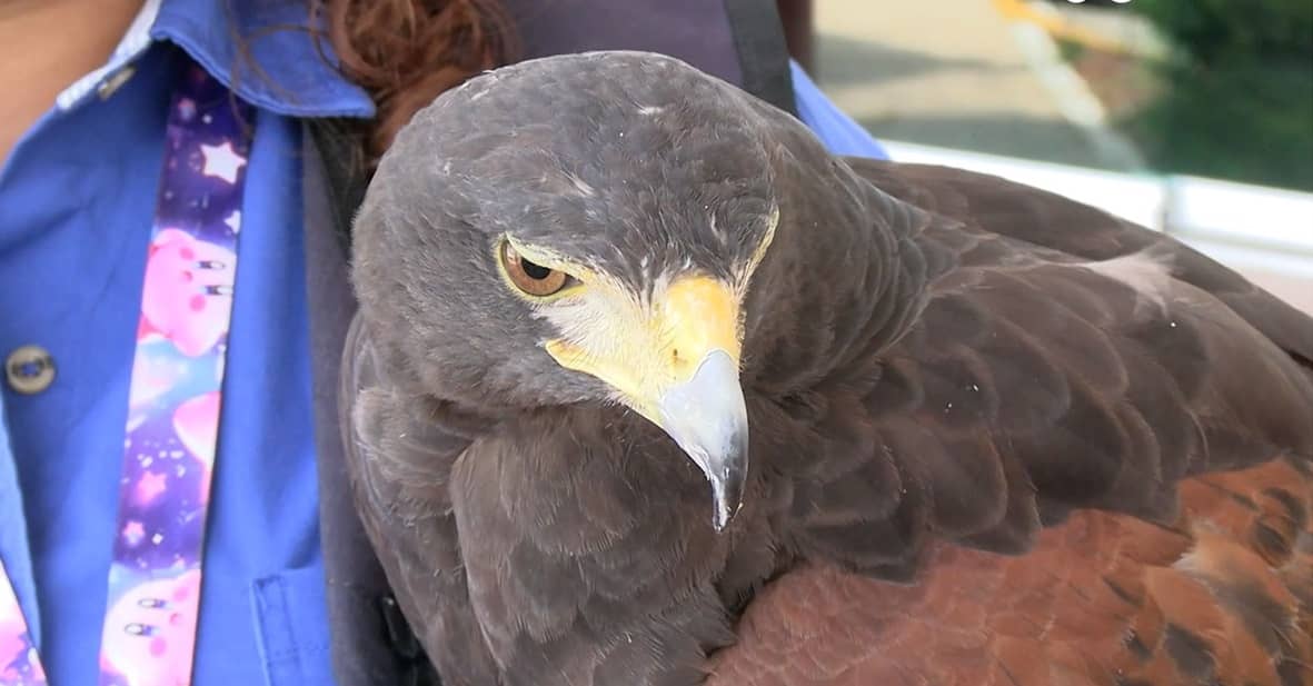 “Gorda” y “Karely”, las águilas que protegen vuelos en el aeropuerto de Mérida