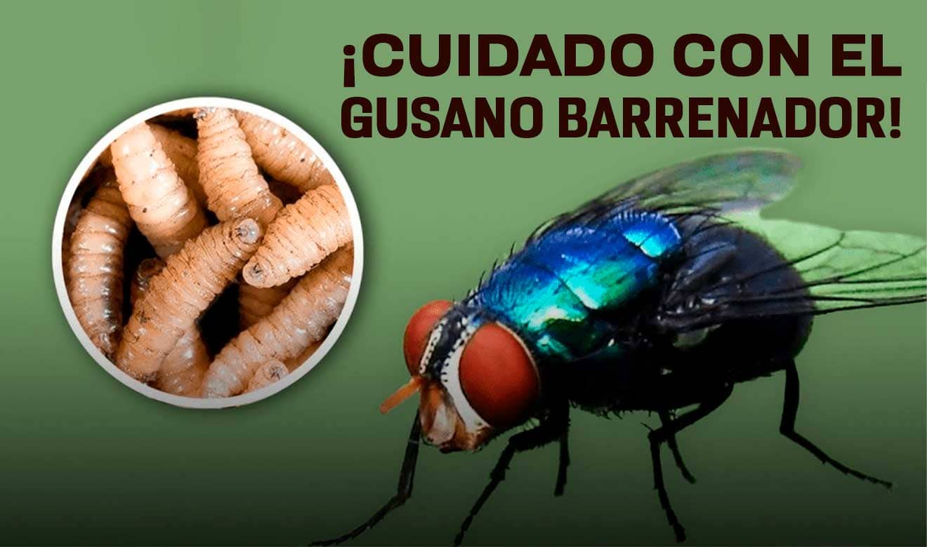 Refrenda SAGyP trabajo coordinado frente al gusano barrenador del ganado