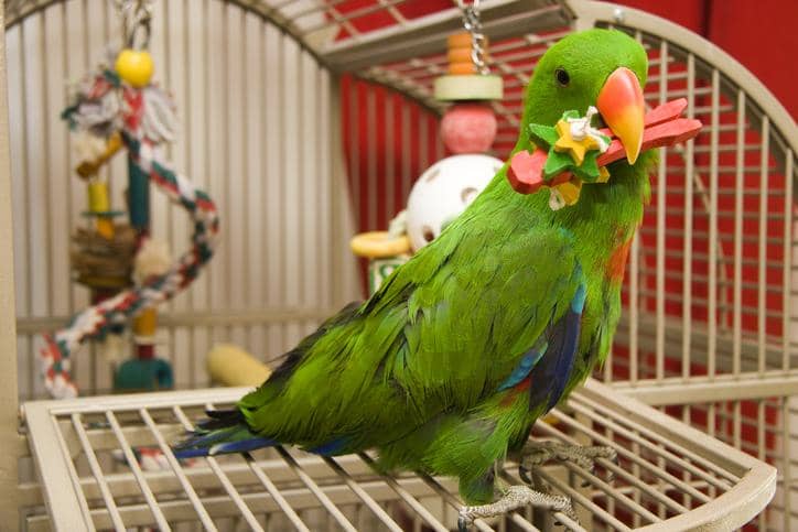 Esta es la multa por tener un perico o loro en casa en México en 2025