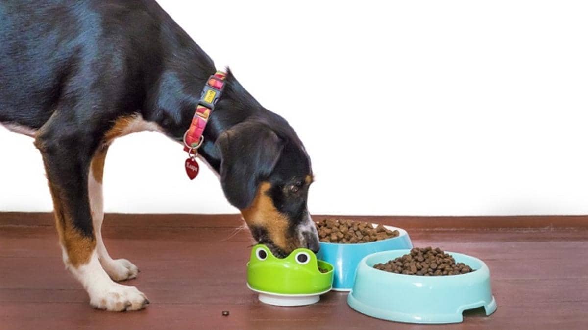 7 formas de ahorrar hasta 40% en la alimentación de tu mascota sin comprometer su salud