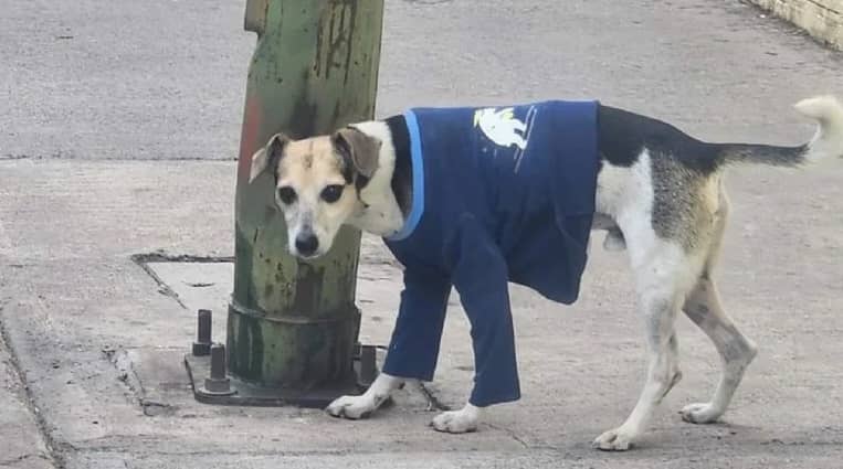 CDMX reconocerá y protegerá a los perritos de la colonia como ‘animales comunitarios’