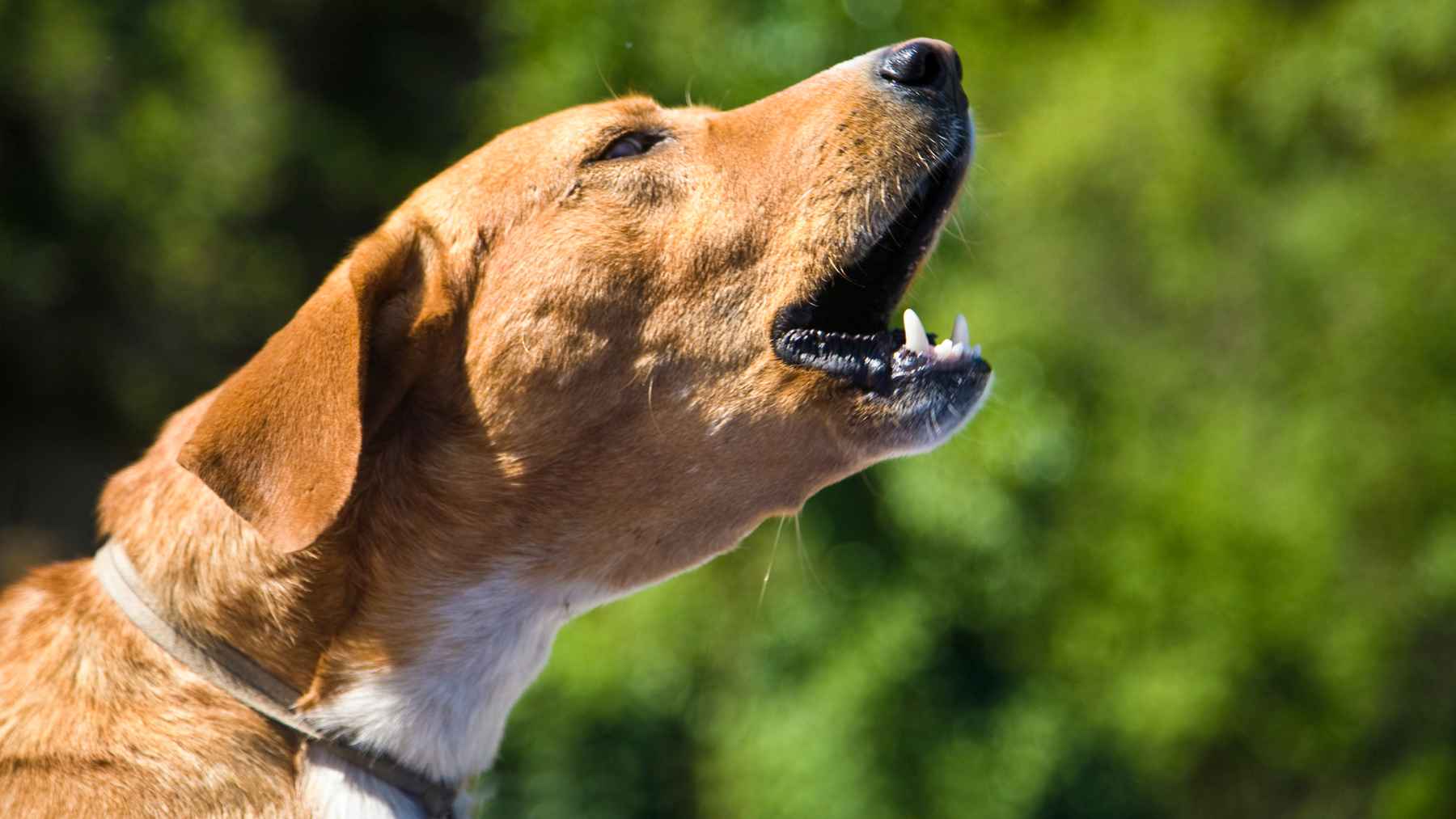 El aroma del estrés humano afecta el estado emocional de los perros