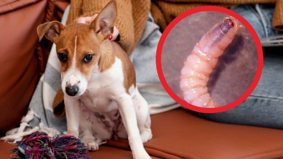 ¿Cómo evitar que tu perro se contagie con el gusano barrenador?
