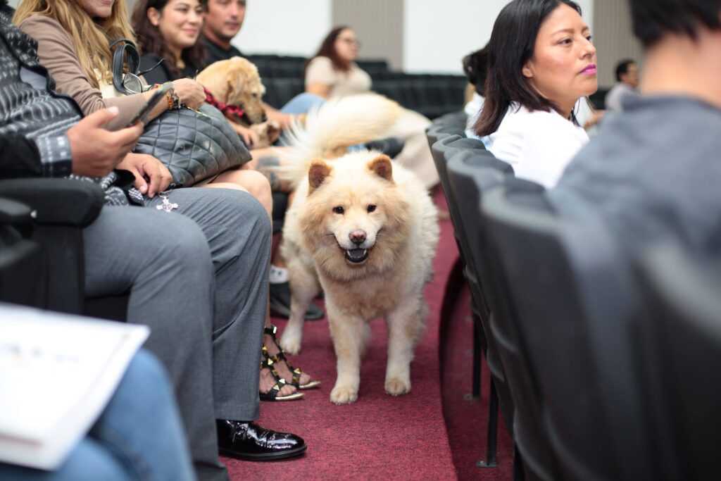 CONGRESO MALTRATO ANIMAL 5 ANOS 5 1