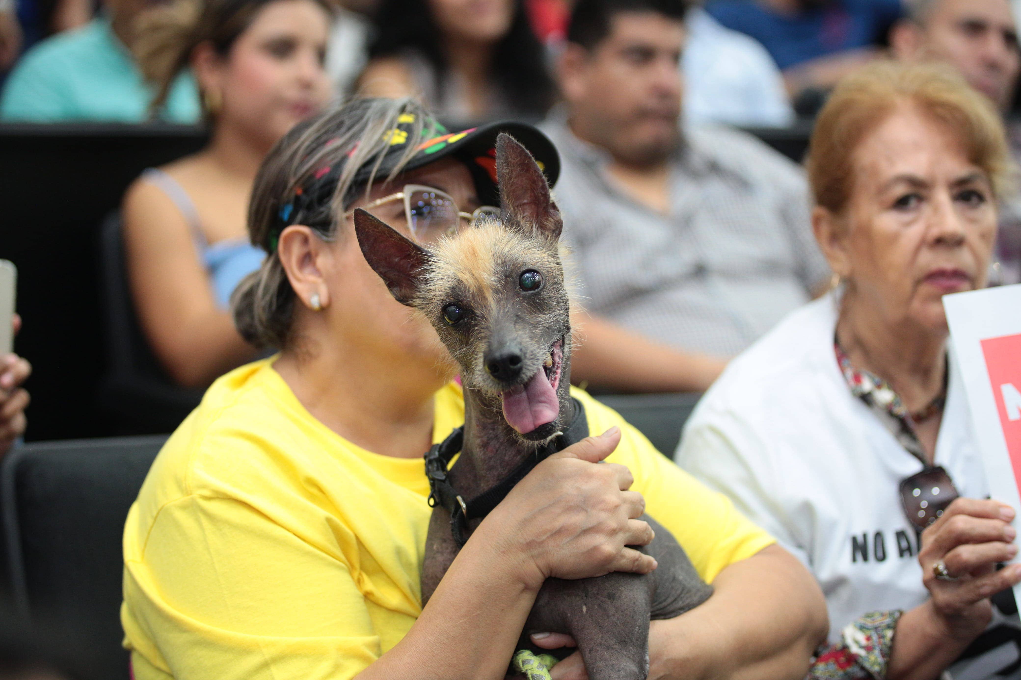 CONGRESO MALTRATO ANIMAL 5 ANOS 6 1