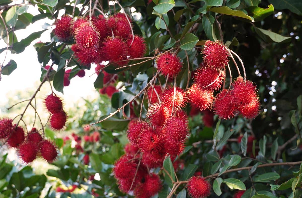 Impulsan desde SAGyP trazabilidad y ordenamiento del cultivo de rambután