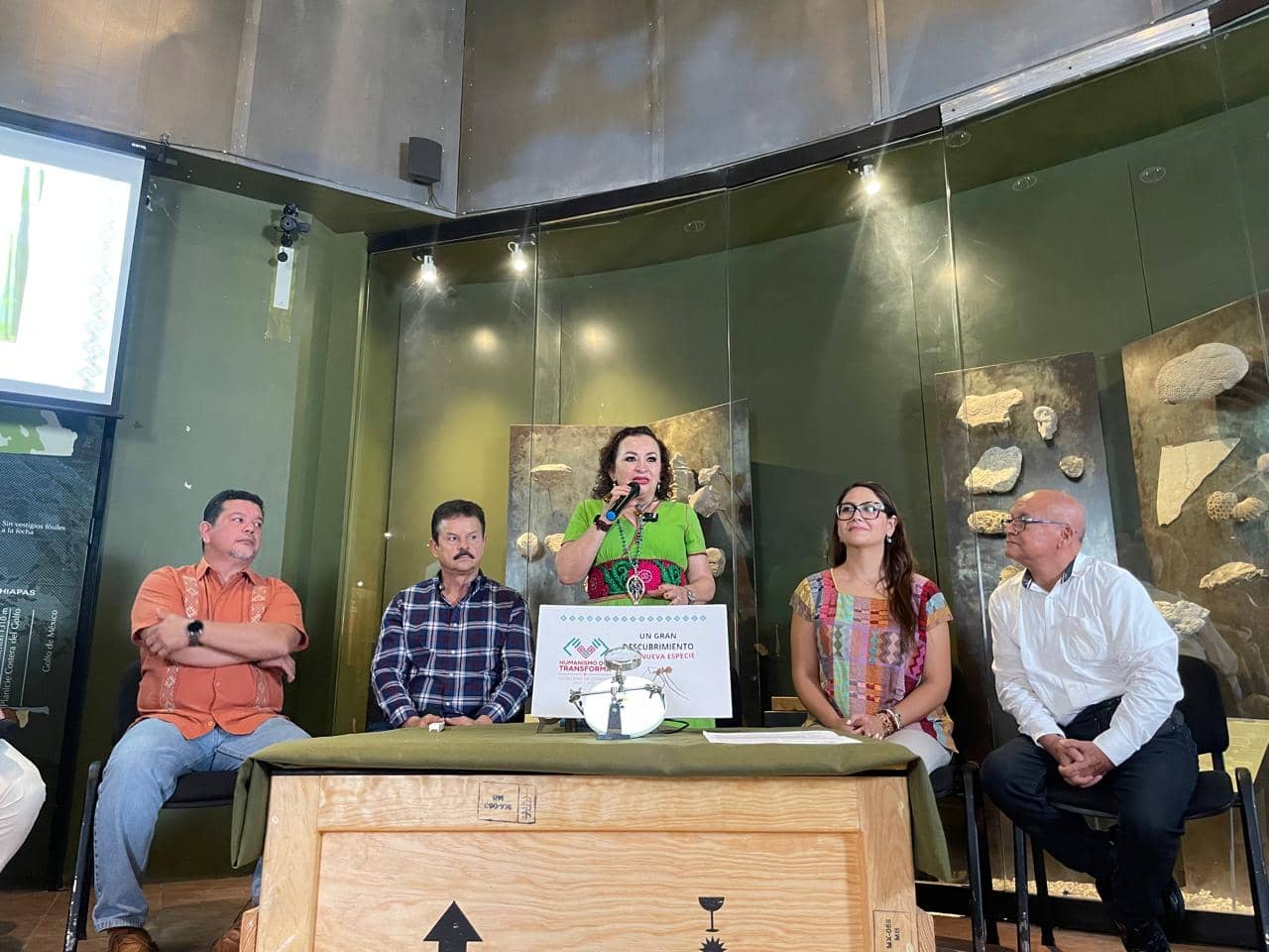 Semahn presenta nueva especie de araña fósil: Pholcophora gregorioi