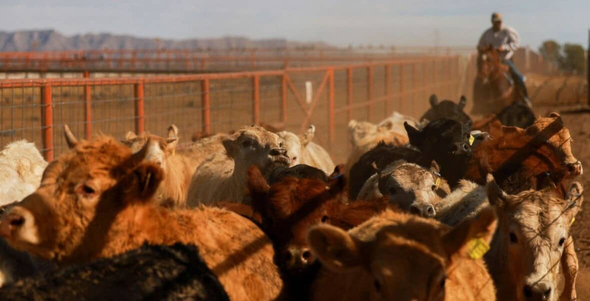EEUU reabrirá frontera al ganado mexicano el 7 de julio; reconocen avances contra plaga de gusano barrenador