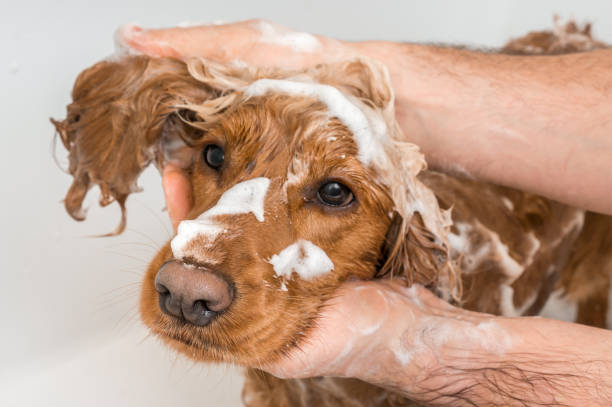 ¿Por qué a los perros no les gusta que los bañen?