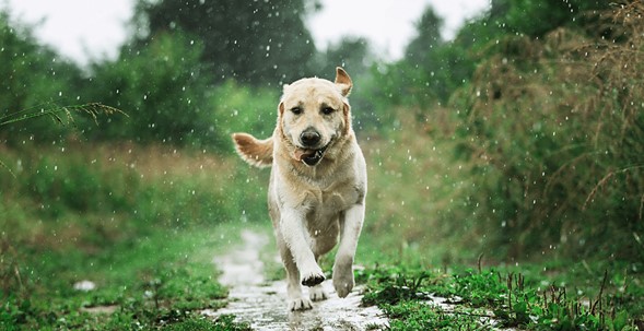 Temporada de lluvias incrementa infecciones y problemas en articulaciones en perros