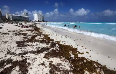 Crisis de sargazo en el Caribe mexicano será la peor en 2025: UNAM
