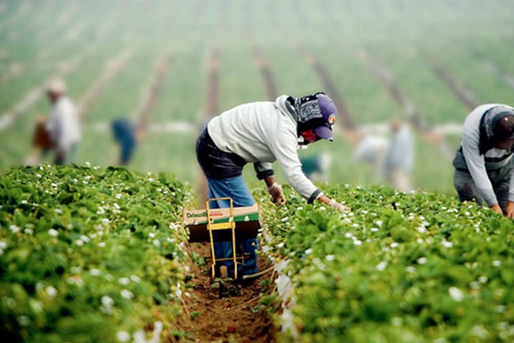 “Hacen un trabajo excelente”: Trump anuncia posible orden ejecutiva para proteger a inmigrantes trabajadores del campo