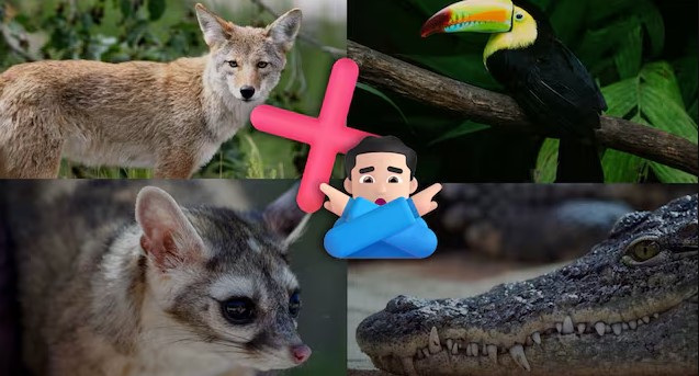 10 animales prohibidos como mascotas en México en 2025