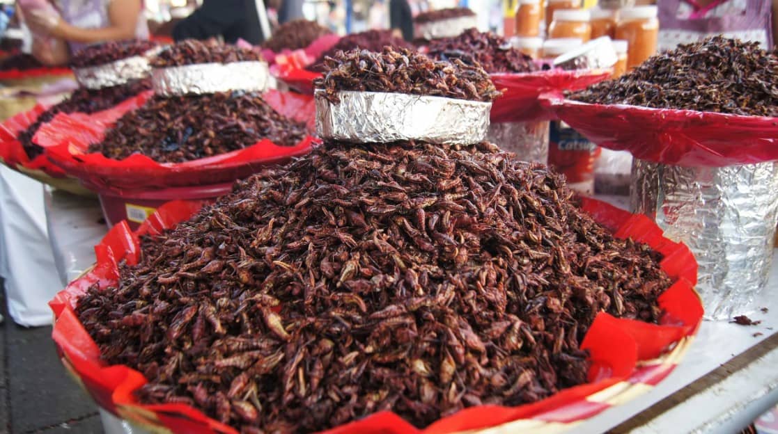 ¿Has probado los chapulines? Si aún no te animas, aquí te decimos las ventajas de consumirlos.