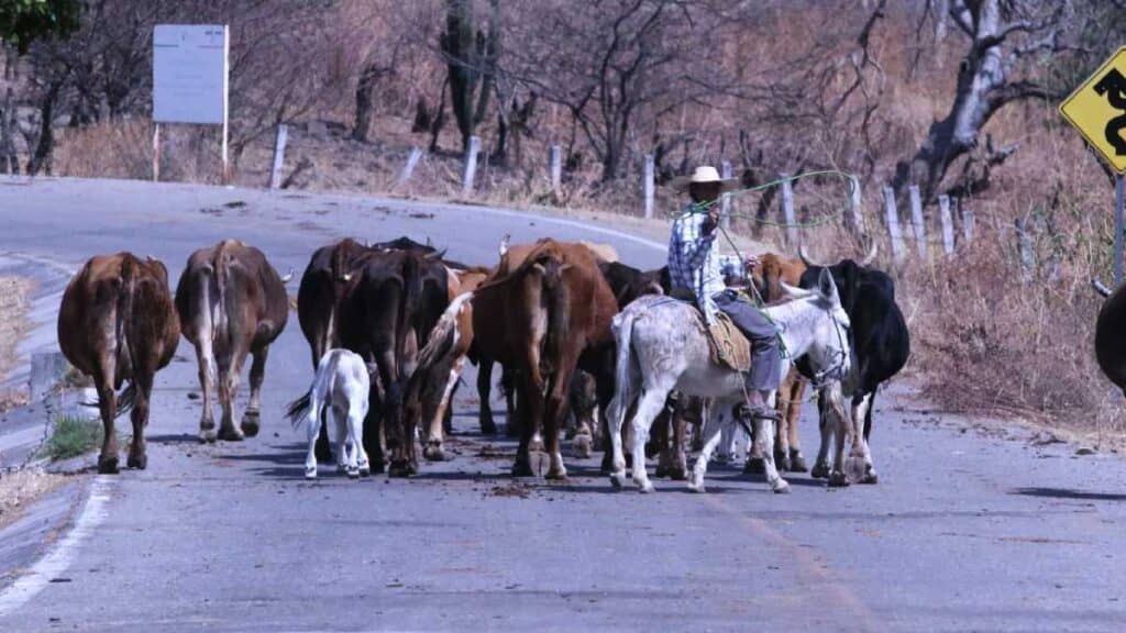 Cruzan casi 900 cabezas de ganado rumbo a EE. UU.
