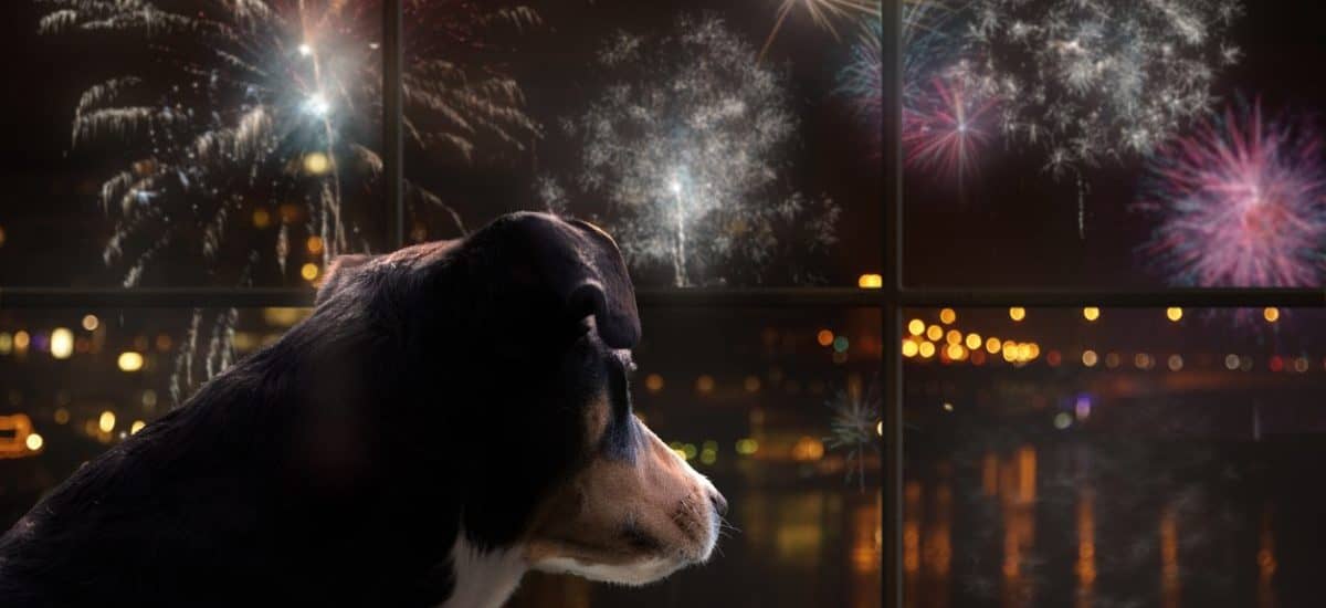 Los peligrosos efectos de los cohetes en la salud, así afectan los fuegos artificiales a animales y personas