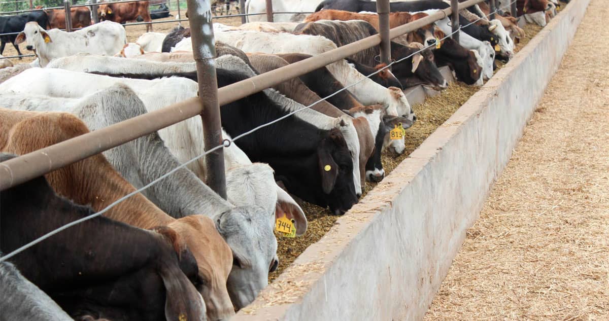 Chiapas impulsa desde el sur la segunda fase nacional contra el gusano barrenador del ganado