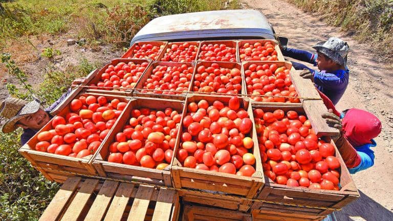 México califica como injusto el arancel del 17.09%: “Sustituir al tomate mexicano es inviable”