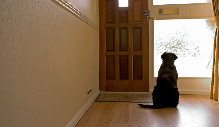 La ciencia confirma lo que tú ya sospechabas: tu mascota sabe perfectamente qué hora es