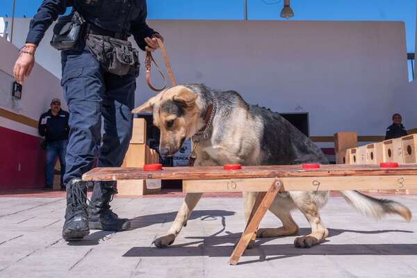 Perros rastreadores ayudan a México a combatir gusano barrenador