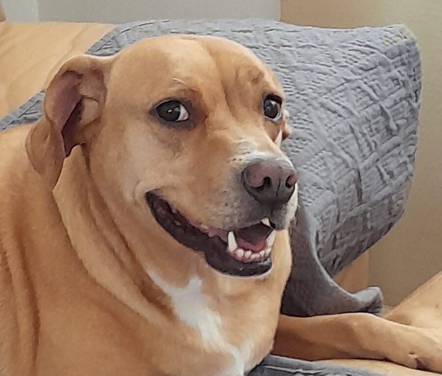 ¿Los criollitos o mestizos viven más tiempo que los perros de raza? Así puedes alargar sus días