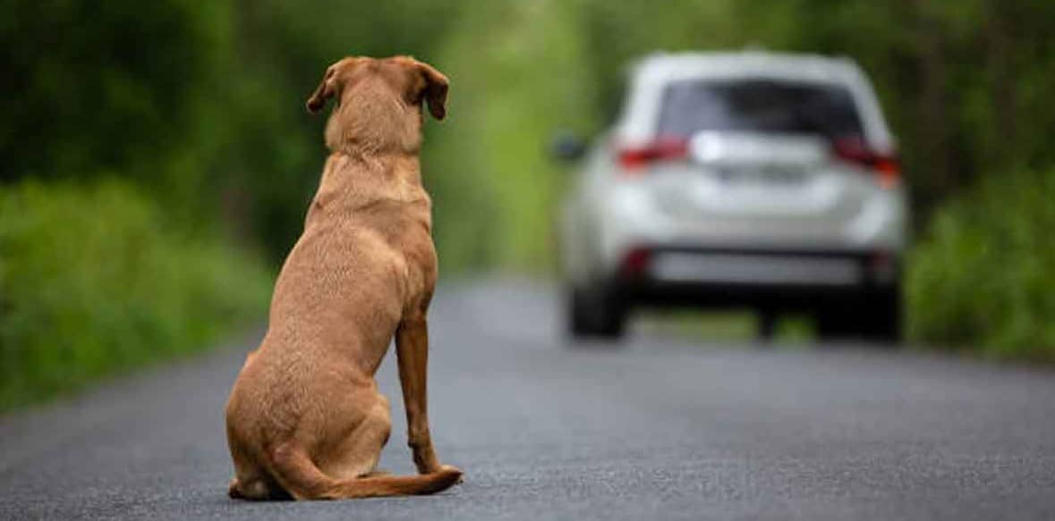 El abandono de perros deja huellas emocionales profundas, señala la UNAM