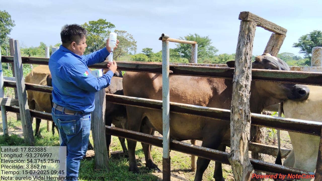 Celebra Chiapas suspensión de medida sanitaria que afectaba a ganaderos