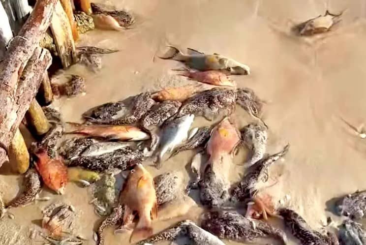 El mar expulsa peces muertos en Progreso, Yucatán