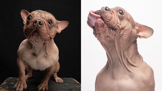 Petunia, la perrita sin pelo que conquistó el título del Perro Más Feo del Mundo 2025