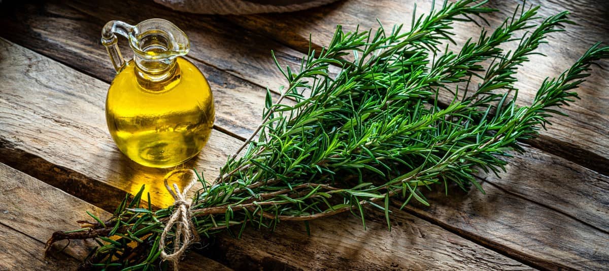 Romero: Así debes usar esta planta para alejar garrapatas del hogar