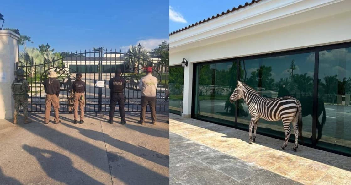 Catean inmueble de empresario en Tabasco; aseguran animales exóticos, vehículos, armas y hasta un helicóptero