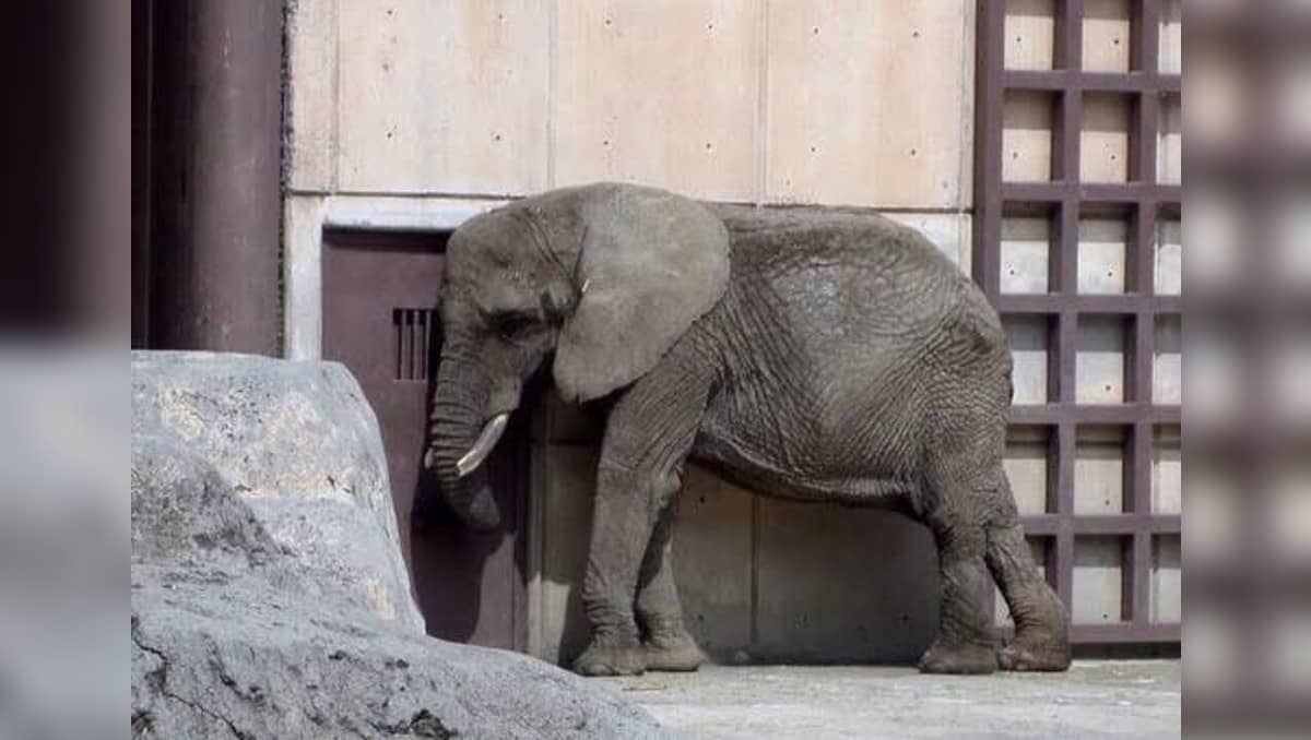 Elefanta Ely, además de triste, lucha contra lesiones irreversibles en mandíbula y dorso