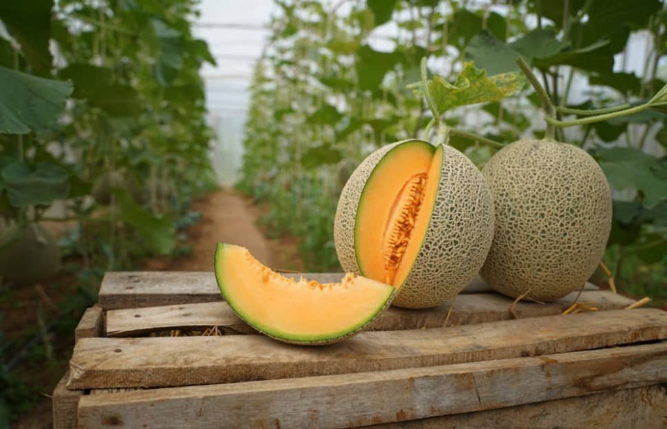 Por esta razón deberías de comer melón con frecuencia