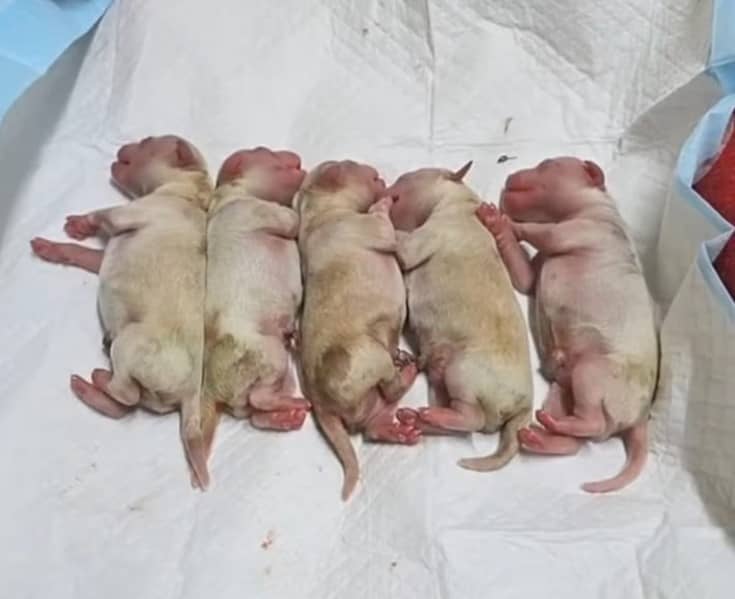 PERRITA CEREZA PIPA GAS EXPLOSION 2 1