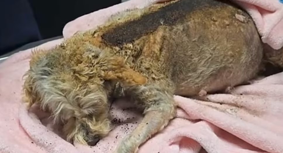 Cereza es un milagro”: perrita embarazada sobrevive a explosión en Puente de la Concordia