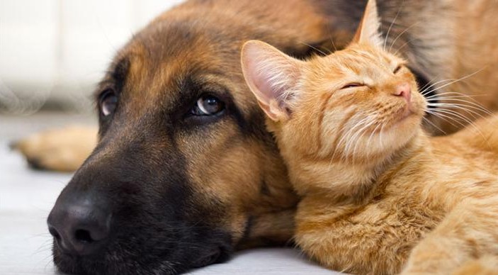 ¿Son más felices las personas que tienen perros que las que tienen gatos? Esto dice la ciencia
