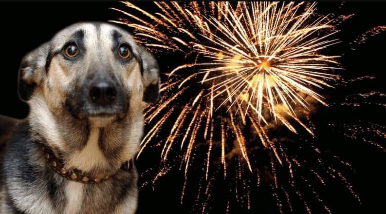 ¿Cómo evitar que tu perro se asuste con la pirotecnia? Salva a tu perrito del estrés este 15 de septiembre