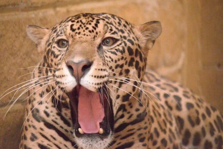 Vida salvaje enjaulada: La crisis de los grandes felinos