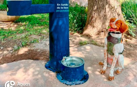 ¿Quién es “Manchas”?, el primer perro detector de fugas de agua en México