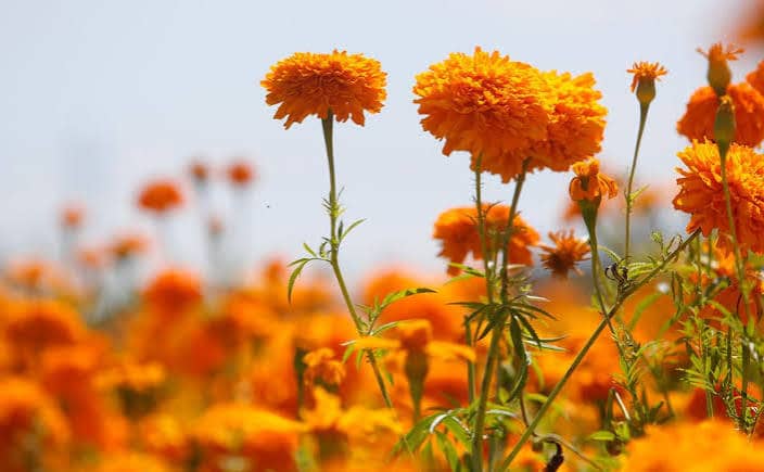 Tips para que las flores de cempasúchil se conserven en tu altar de Día de Muertos