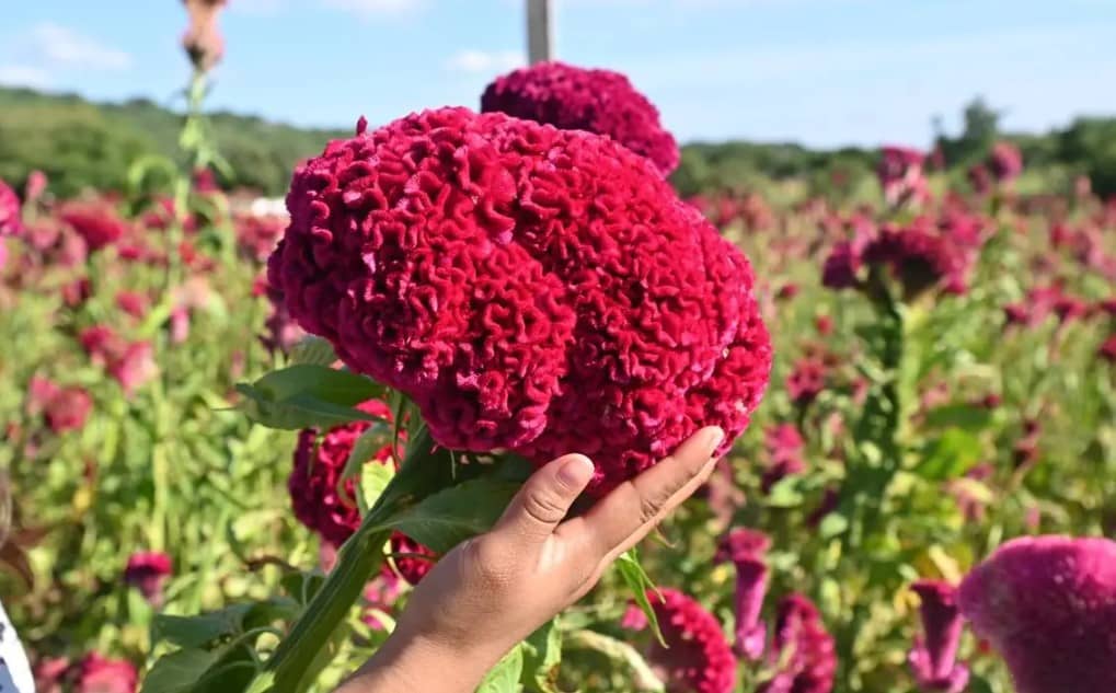 lor de cresta de gallo: Conoce su significado espiritual en el Día de Muertos en Oaxaca